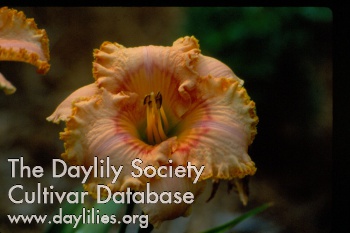 Daylily Homeplace Angel Face